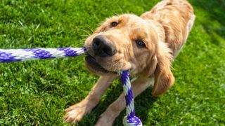 Dog playing with rope toy