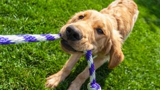 Dogs playing