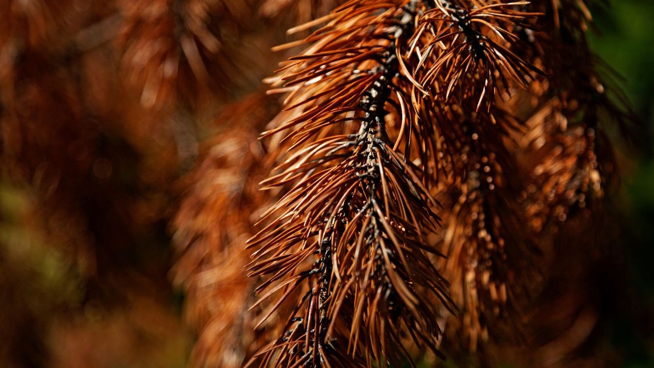 A brown dried out Christmas tree stem