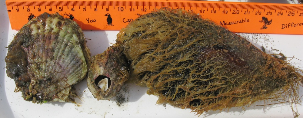 Japanese boat organisms