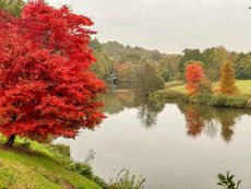 It's grey, grim and dreary outside... but Winkworth Arboretum, near Godalming, always brings its own light. Wonderful.