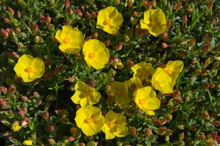 Coast rockrose (Halimium calycinum) flowers