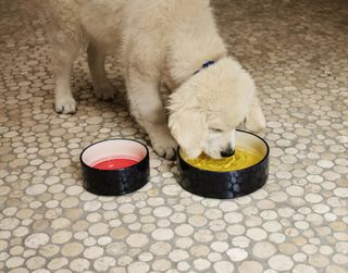 Puppy drinking from Hay dog bowl