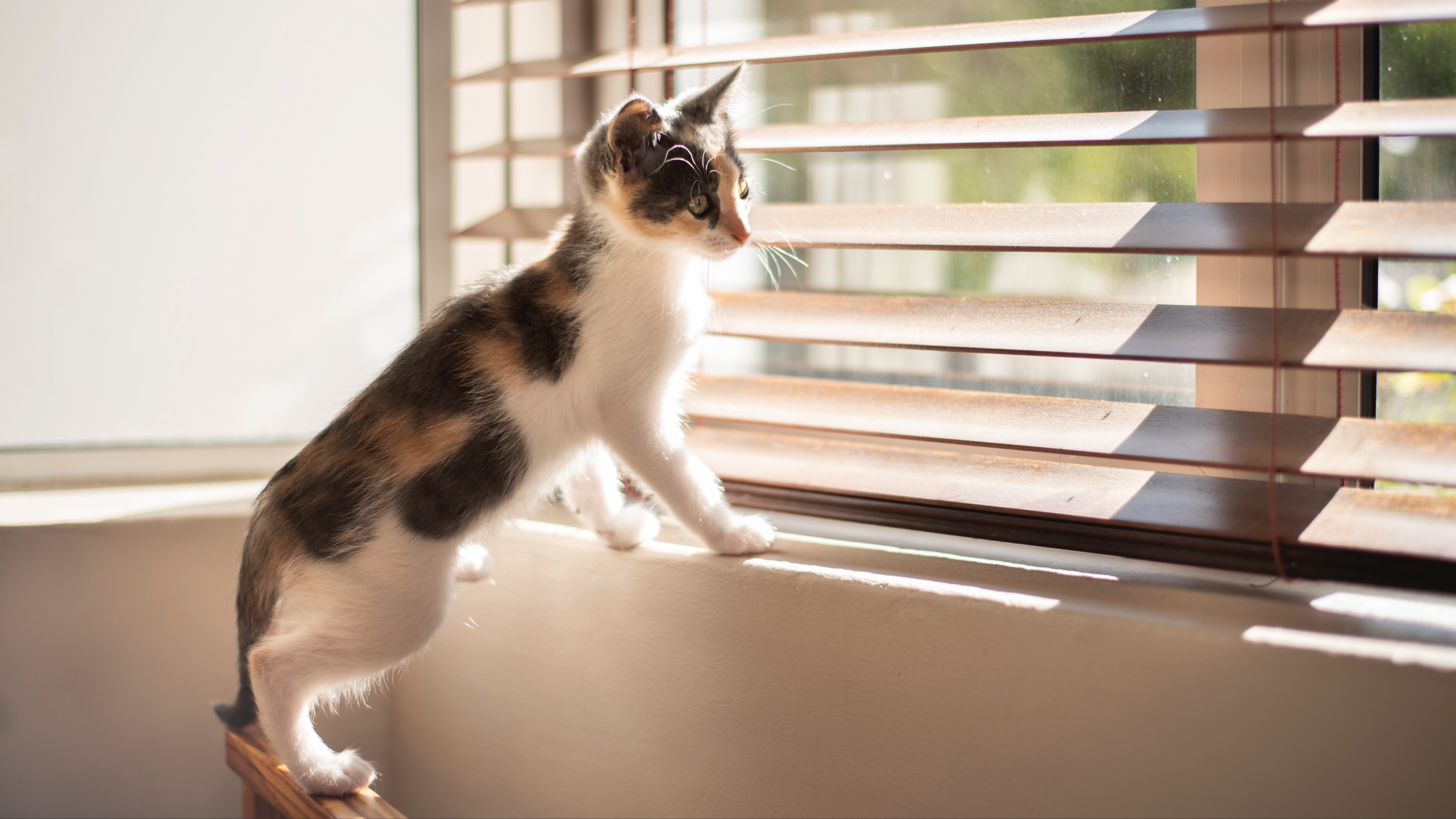 Kitten looking out of window blinds