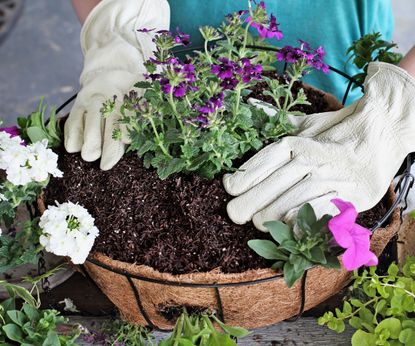 Hanging basket mistakes: 6 common errors to avoid