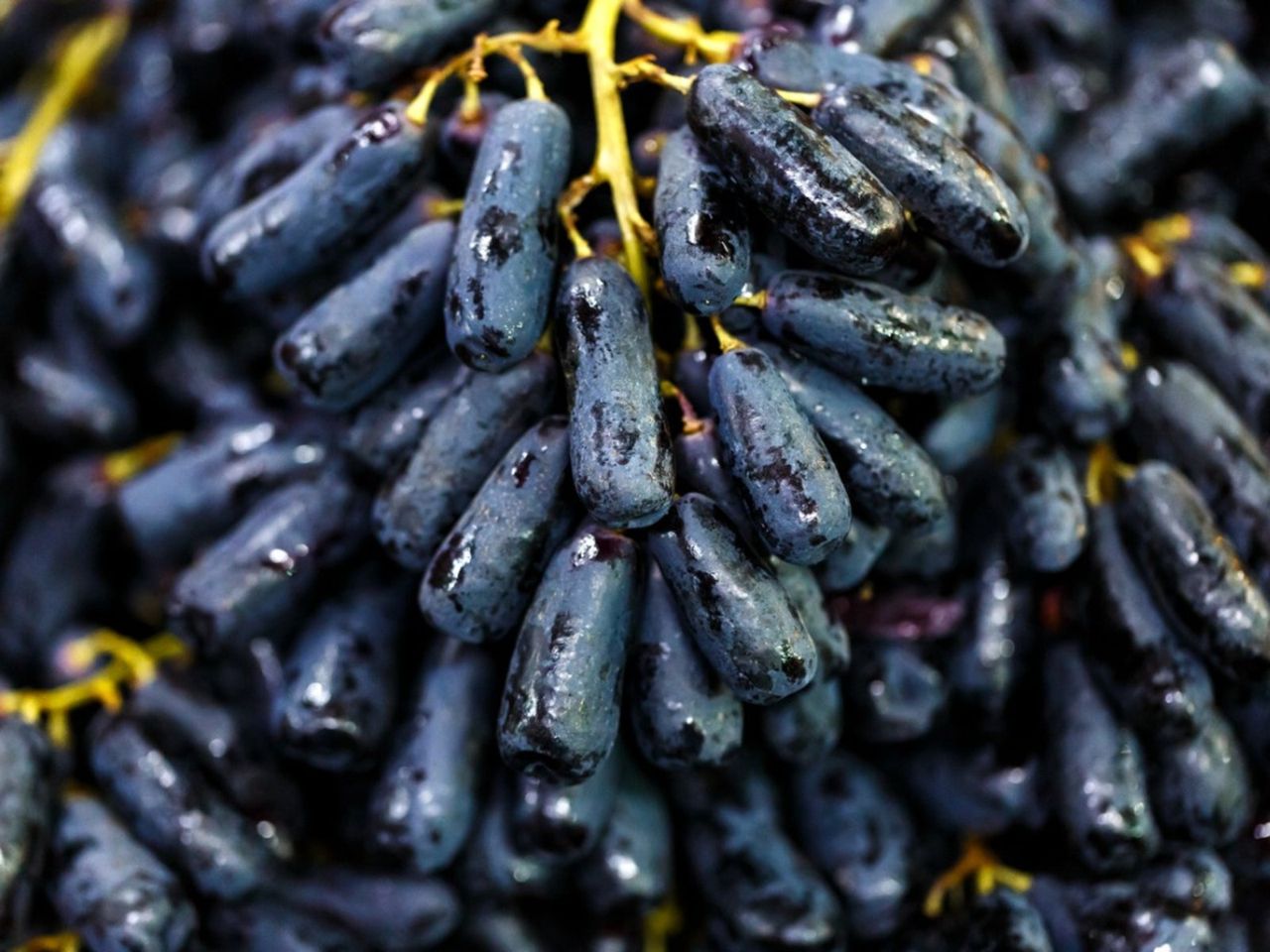 Witch Finger Grape Vines