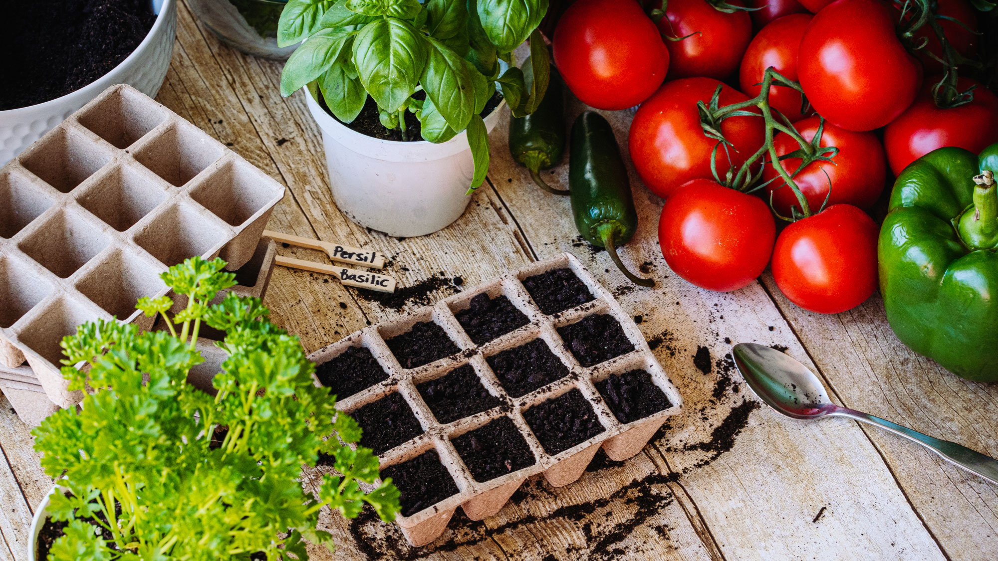 seed starting crops on wooden table with basil, tomatoes and peppers 
