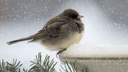 Garden bird on a bird bath covered in snow