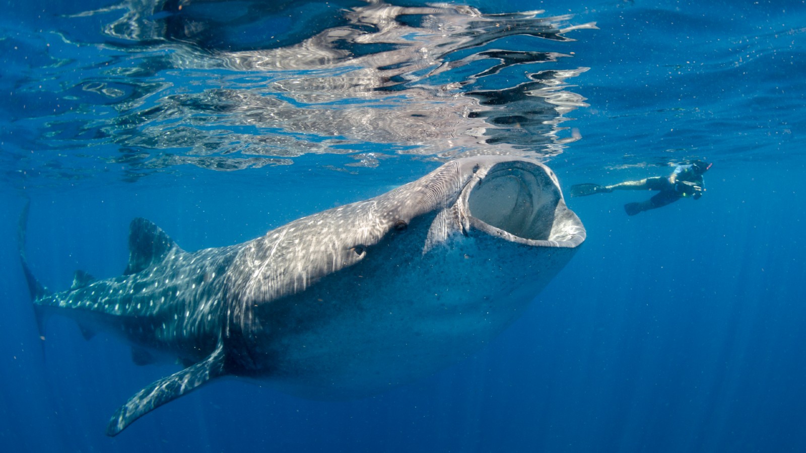 A whale shark swimming in the sea nearby a snorkeller
