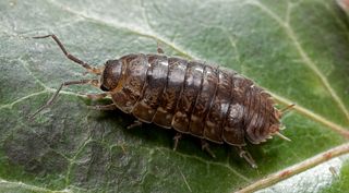 A brown pill bug sitting on top of a green leaf