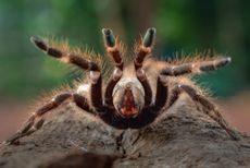 Hairy tarantula facing the lens with front 4 legs posed in the air