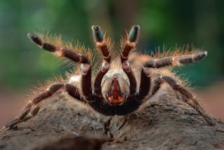 Hairy tarantula facing the lens with front 4 legs posed in the air