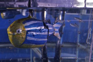 In a search for traits that could prompt real fish to follow robotic ones from danger, Porfiri and his team found that zebrafish respond to visual clues such as that species’ stripes and the shape of a fertile female.