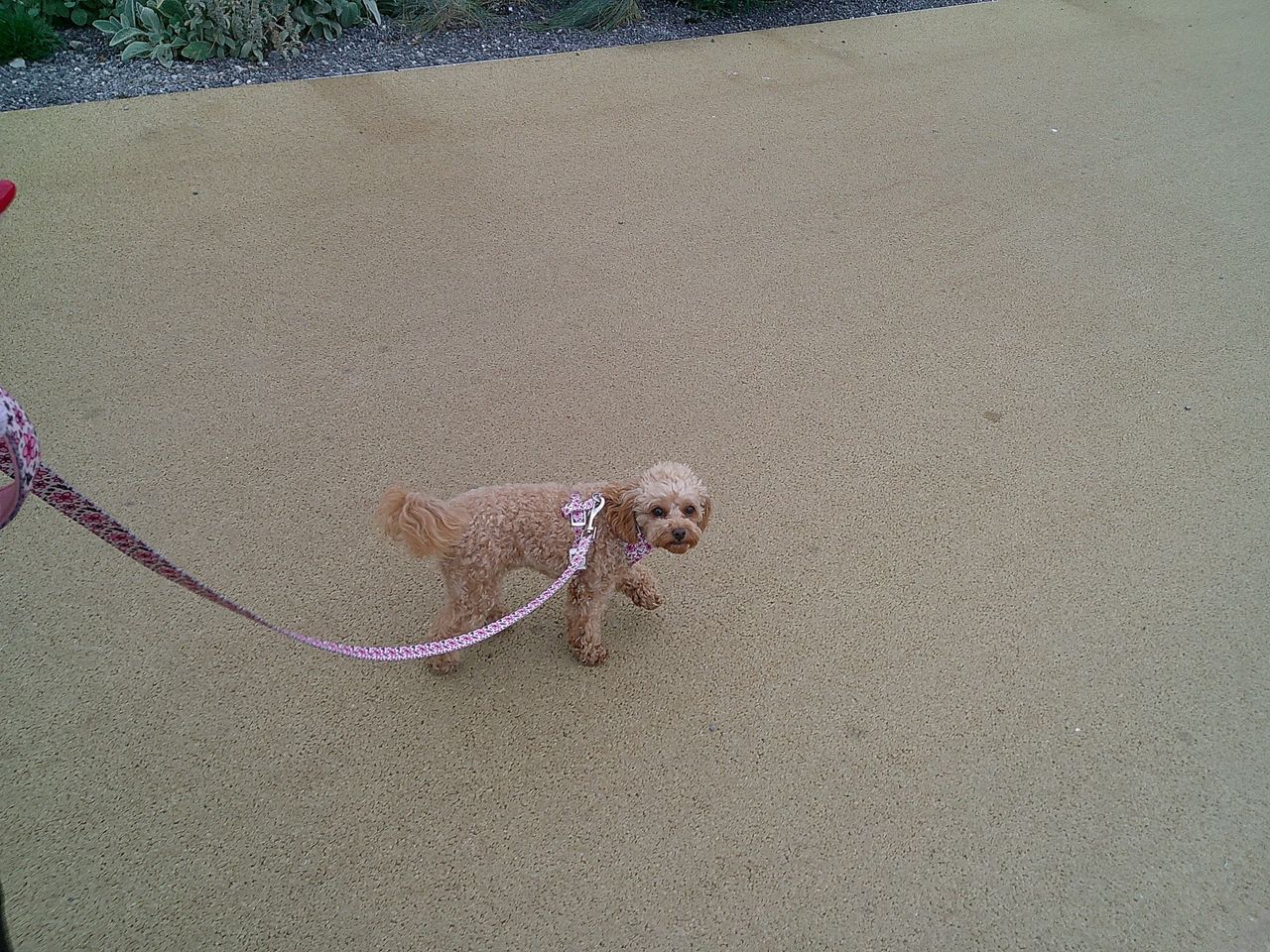 Image of a small dog taken with the Camp Snap Screen-Free Digital Camera