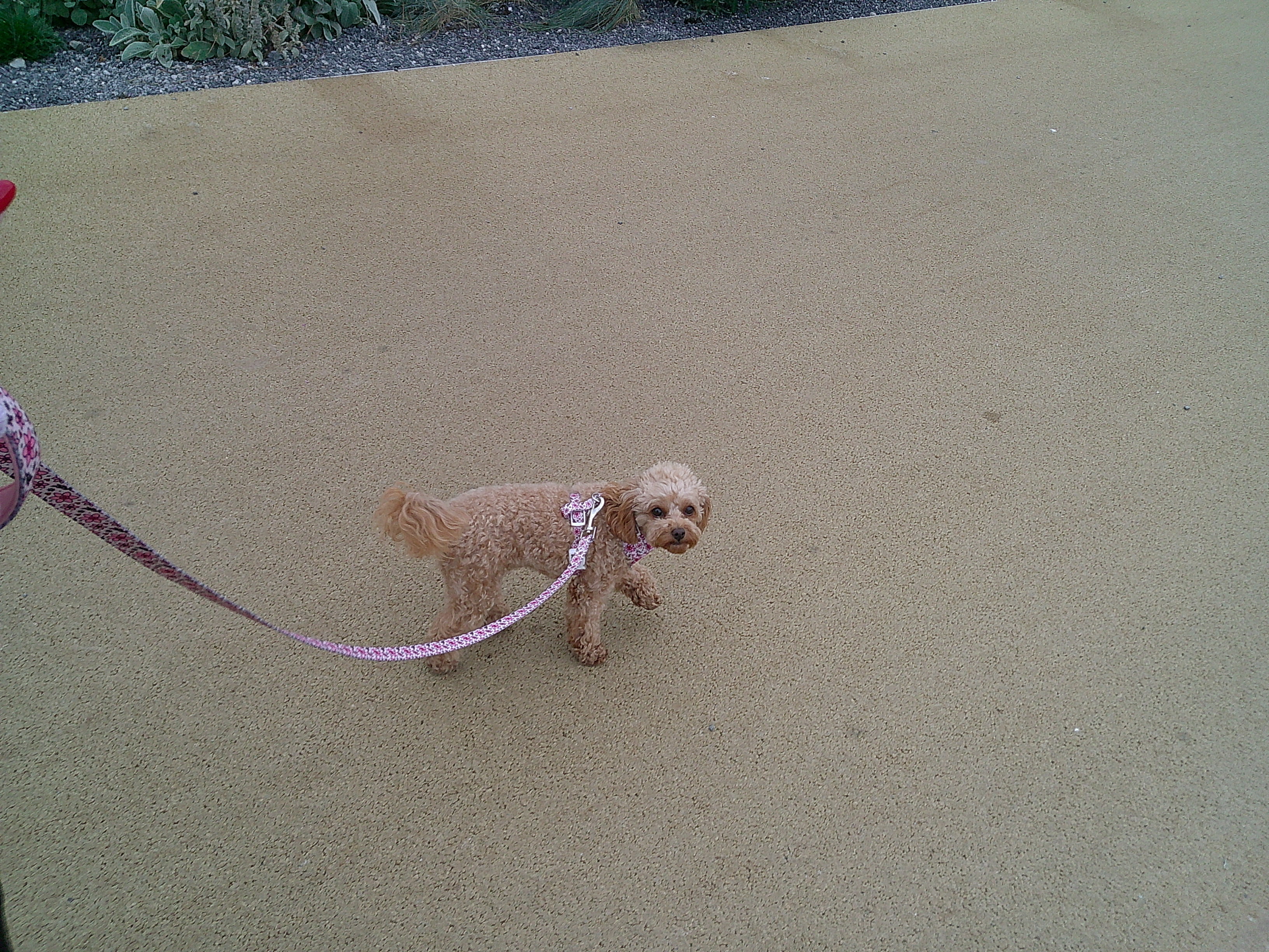 Image of a small dog taken with the Camp Snap Screen-Free Digital Camera