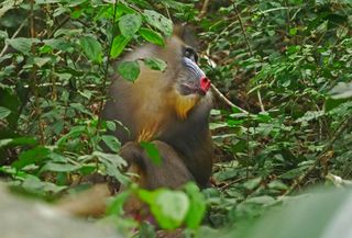 TV tonight A mandrill’s colourful face attracts a mate.