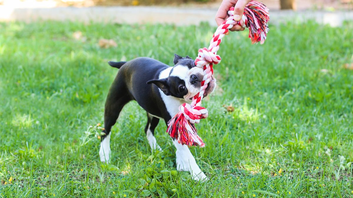 Boston Terrier playing tug of war