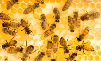 Can disease-resistant 'super-bees' solve the world's food crisis?