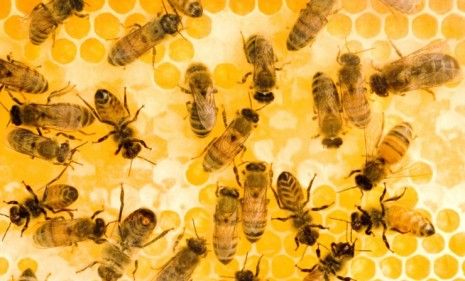 Can disease-resistant &amp;#039;super-bees&amp;#039; solve the world&amp;#039;s food crisis?