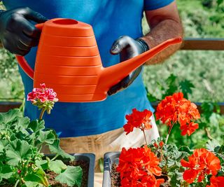 red watering can and pelargoniums