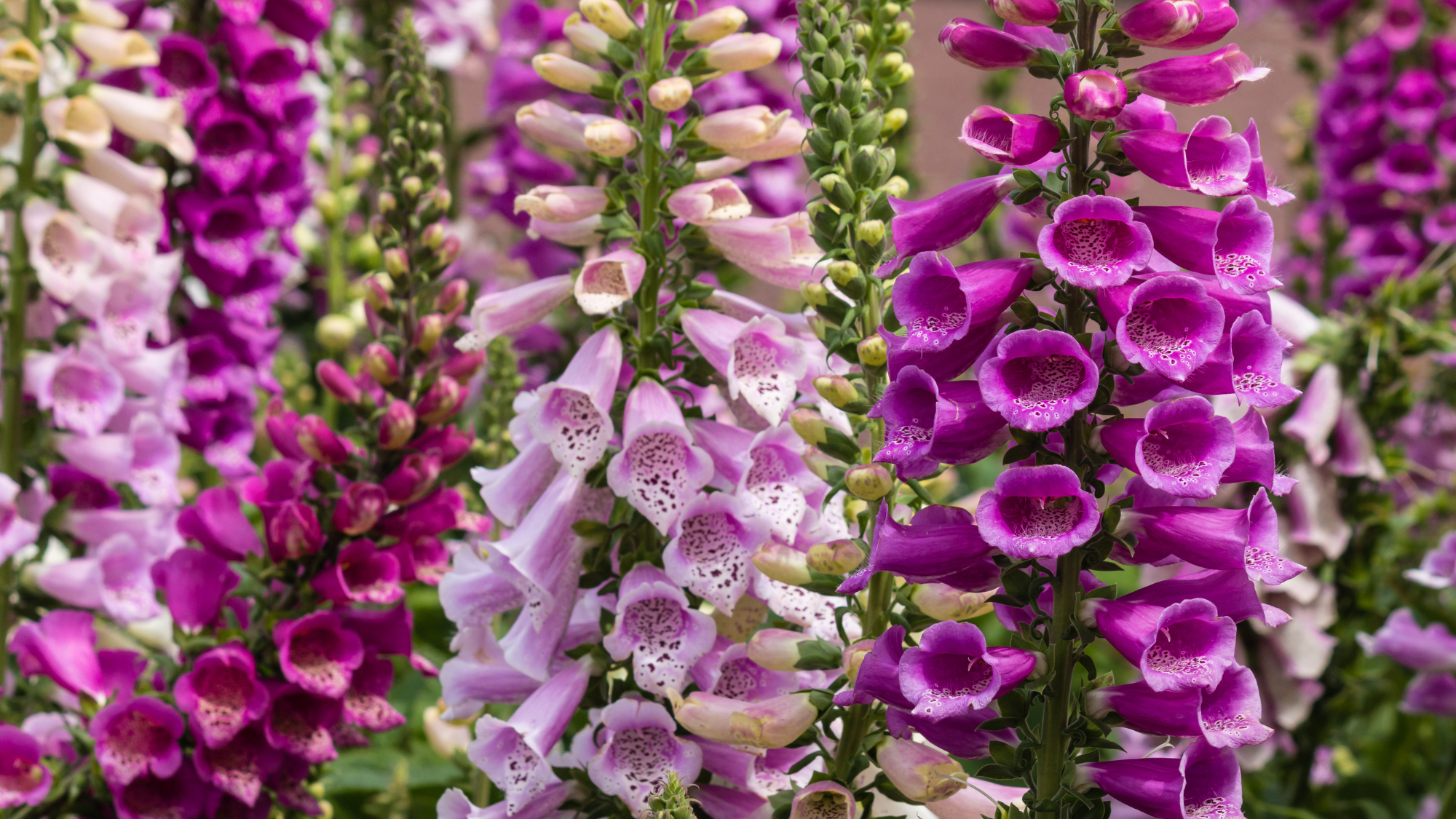 Biennials in bloom: colorful foxglove flowers
