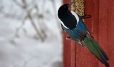 Magpie on a feeder for smaller birds