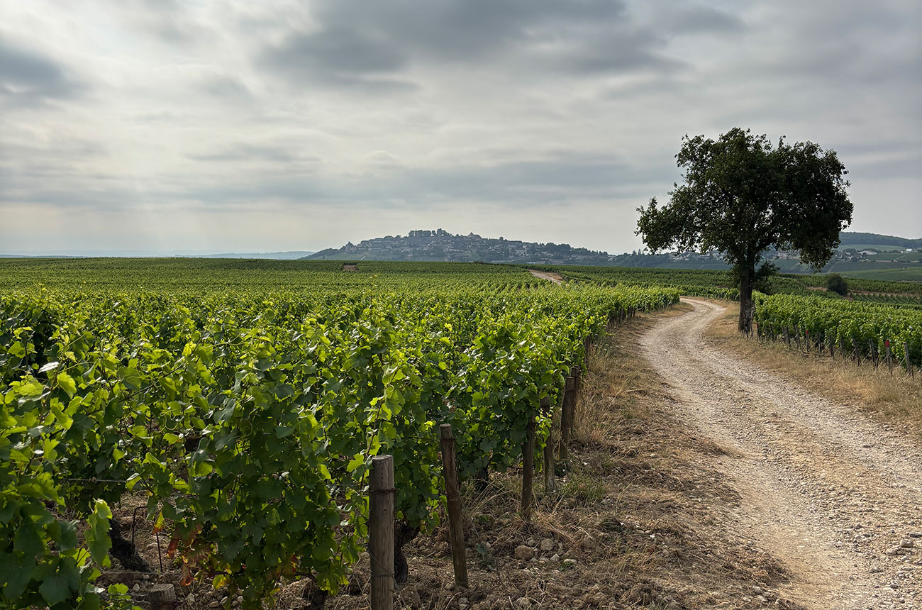 Centre-Loire wines 2024