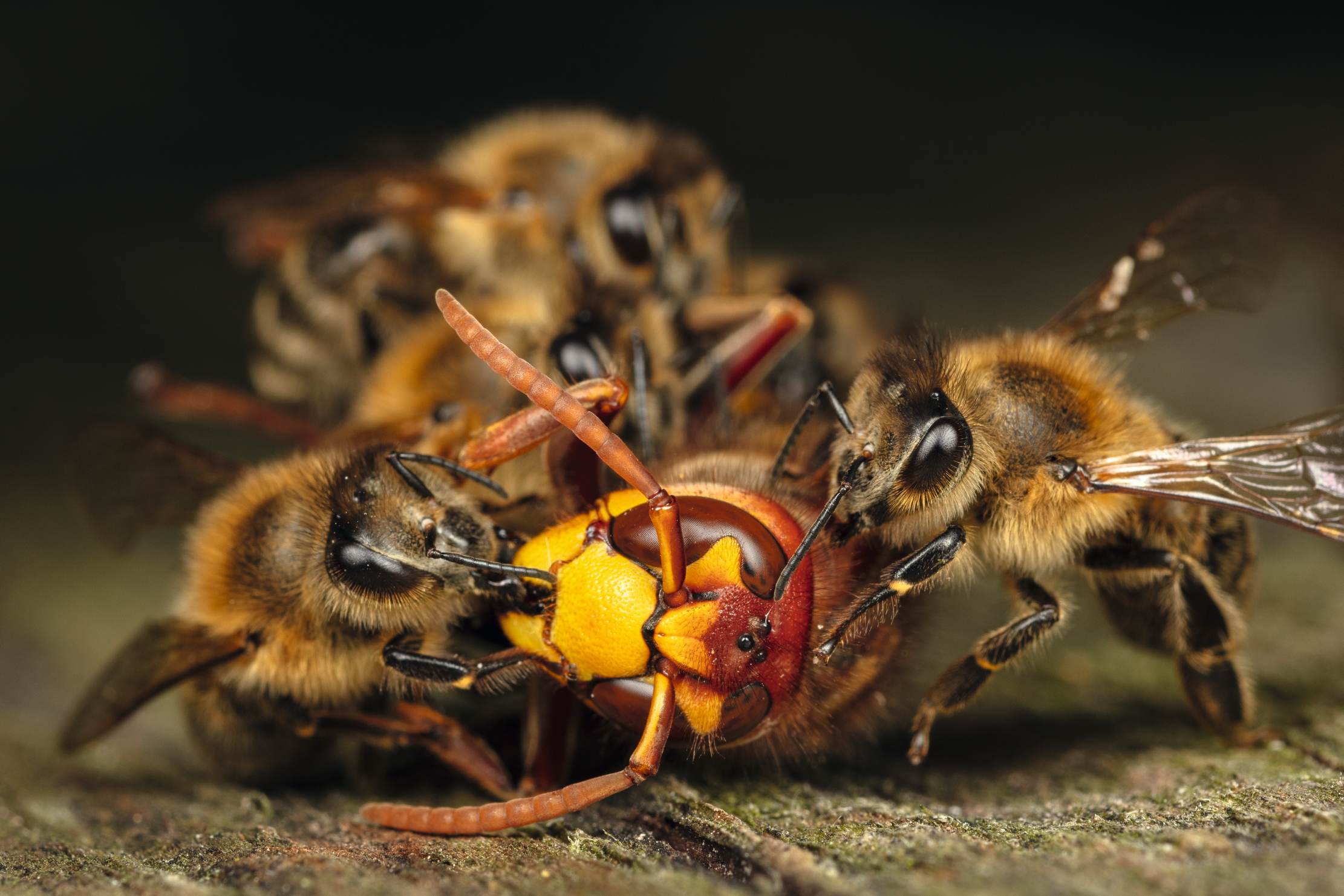 Honey bees (Apis mellifera) attacking a hornet (Vespa crabro). Honeybees survive a 1 degree Celsius higher body temperature than hornets. When they attack the hornet, they cover it, heat their own bodies as much as they can and overheat the hornet. After half an hour, the hornet is dead. The ball dissolves and the Hornet is carried away from the hive.