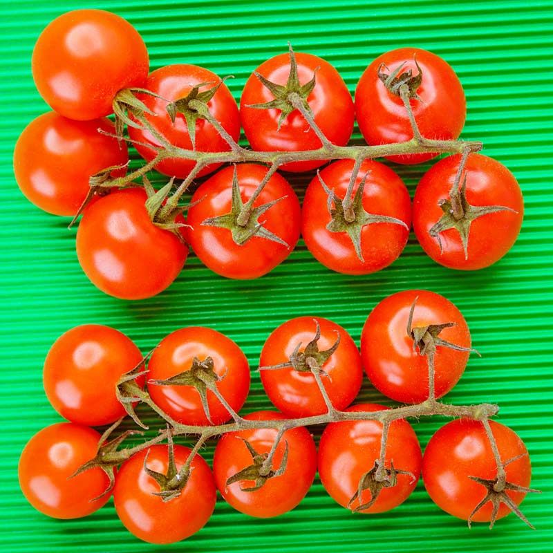 tomatoes on a green background