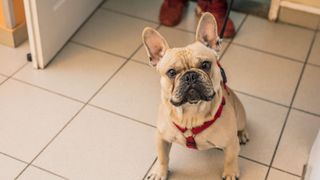 shelter dog looking happy into camera