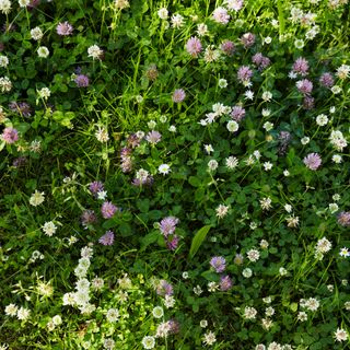 White and purple clover in grass lawn