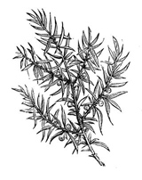 Antique juniper illustration