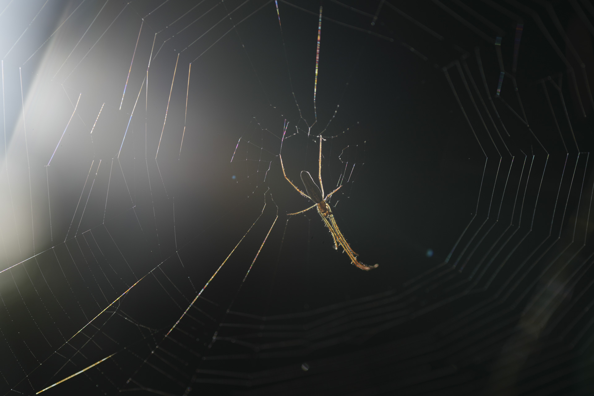 Backlit close up of a spider and web made with the Sony FE 70-200mm F4 G OSS II lens