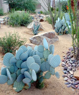 Santa Rita Prickly Pear with sand, pebble and rock landscaping