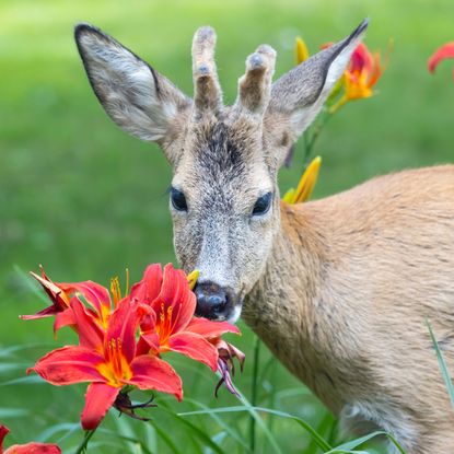 deer eating red lilies in garden