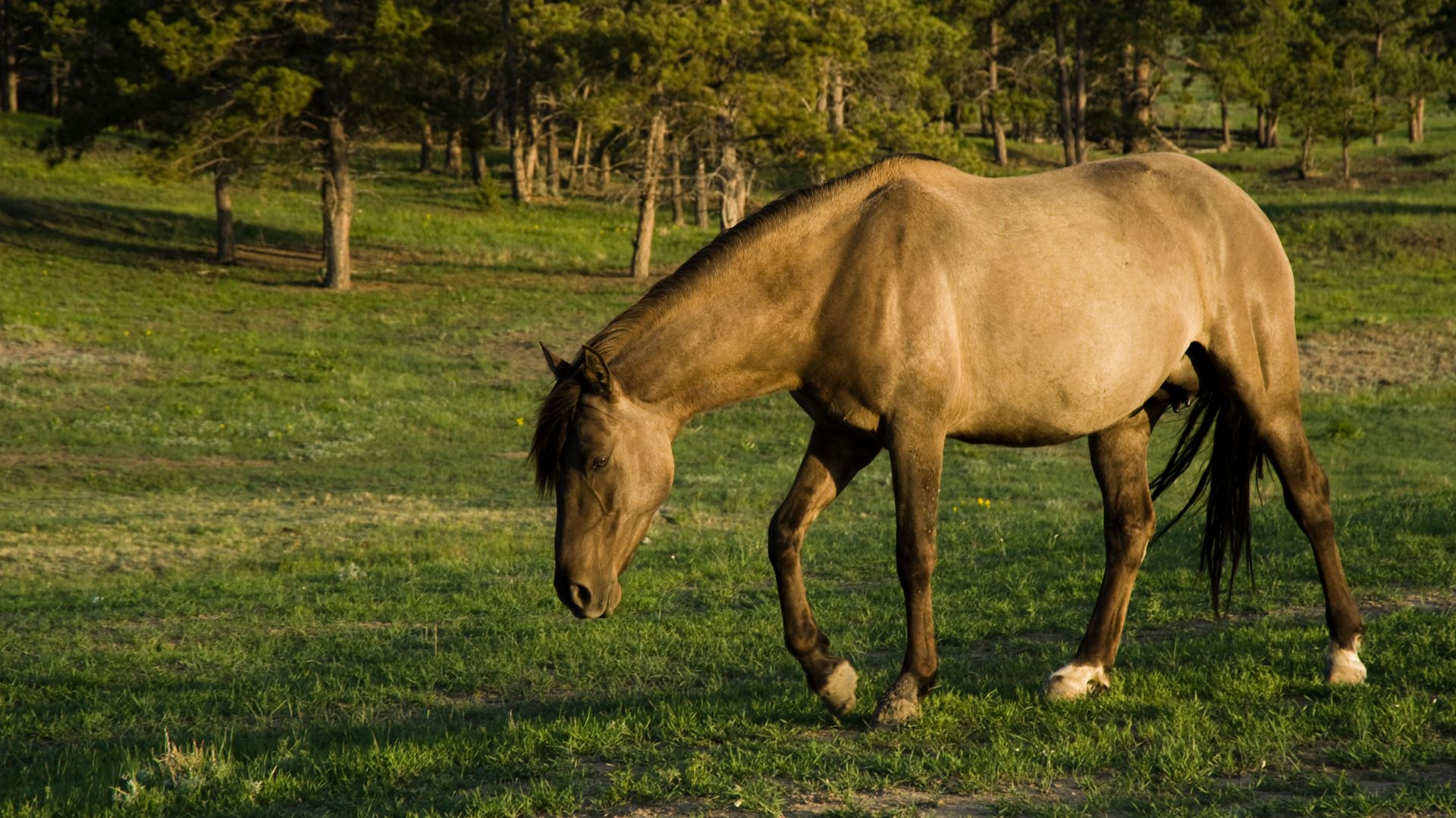 Sorraia horse