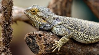 Bearded dragon on a log