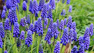 Grape hyacinth in bloom