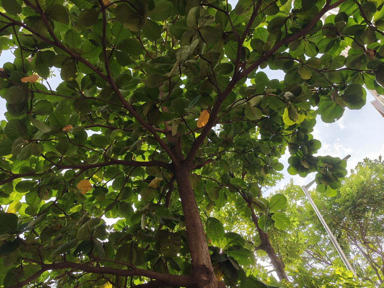 OnePlus Open camera shots