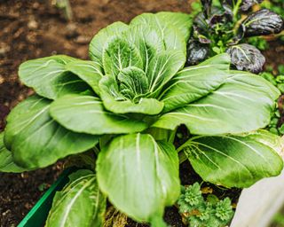 Bok choy growing in vegetable garden