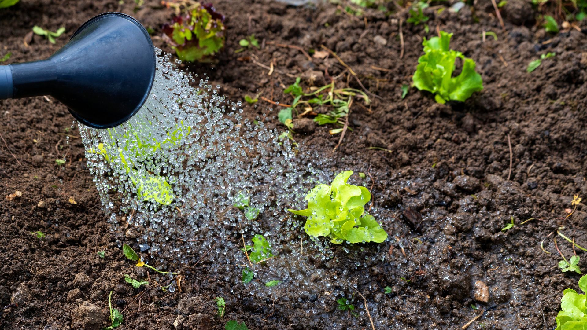 picture of watering can being used on young lettuce plants