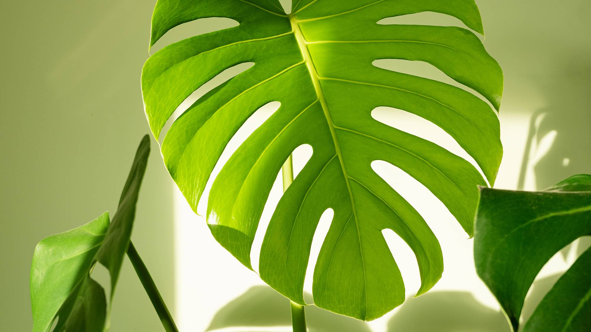 Bright green monstera swiss cheese plant leaf