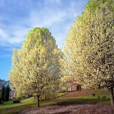 Invasive Callery pear trees in a yard