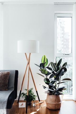 potted ficus elastica (rubber tree) next to a floor lamp)