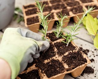 Inserting rosemary cuttings into potting mix