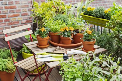 A small backyard with plants being potted up on a wooden table 