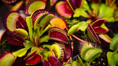 Venus fly traps in close up view. They are green outside, deep pink inside and have closing set of spikey teeth-like structures