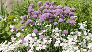 Mixed border with purple chives and white boreal chickweed