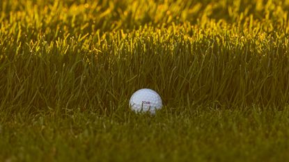A golf ball nestles against the collar of rough