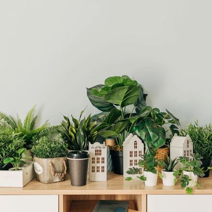 Collection of artificial houseplants